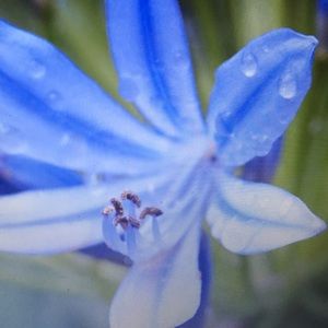 Meet your Posher, Lanlana